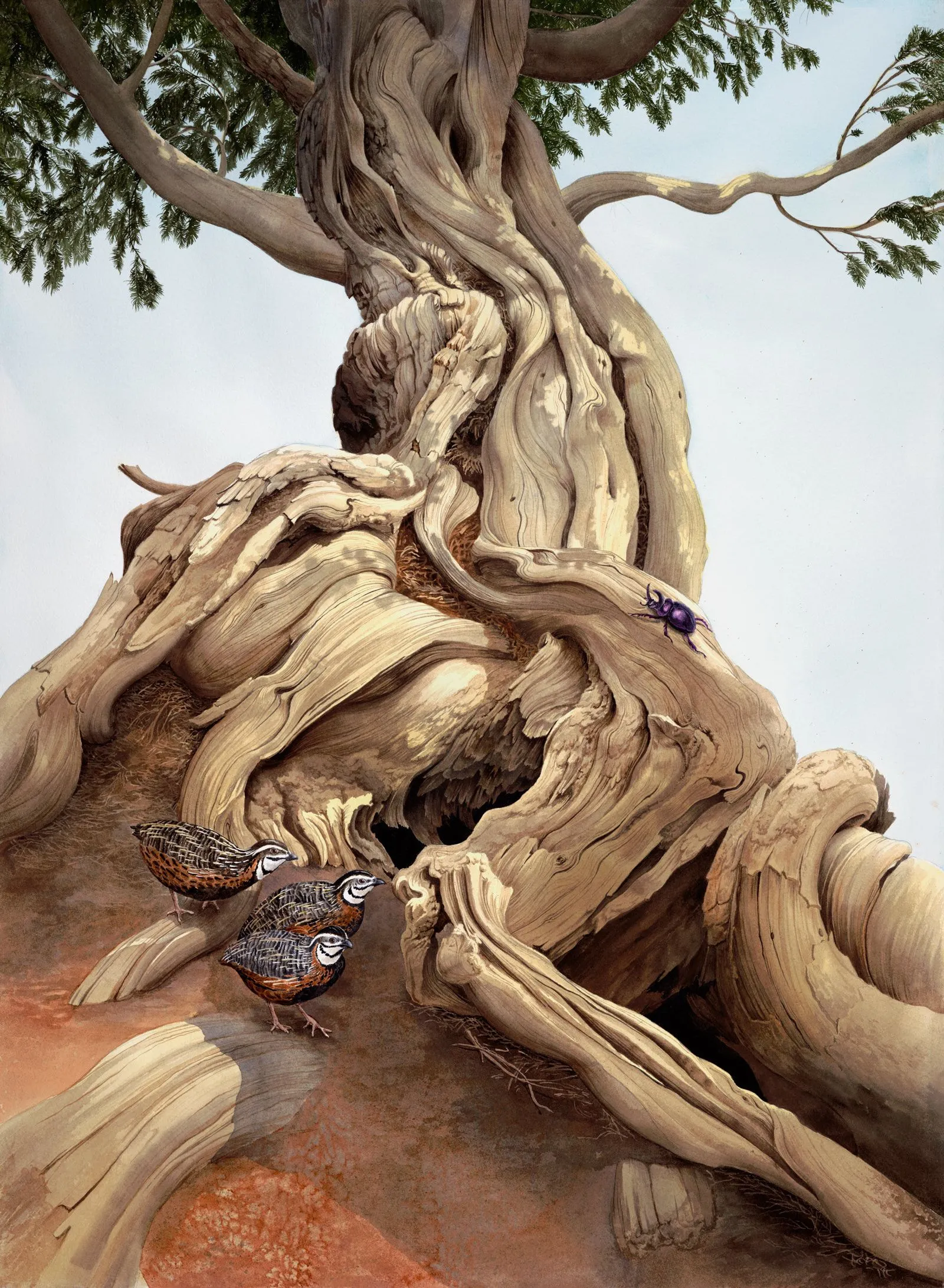 Watercolor of a tree with quail