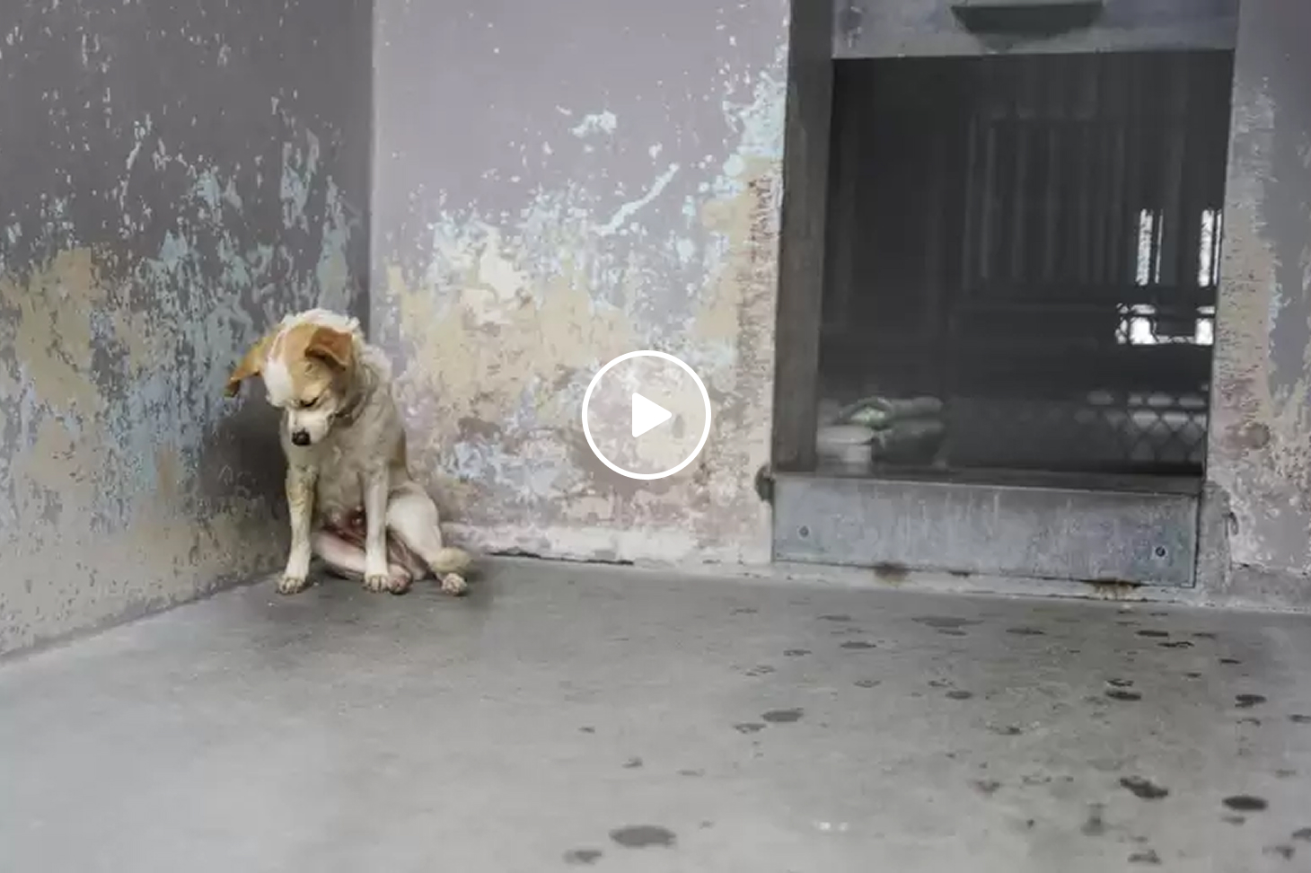 Small dog with white and tan fur sitting alone in a worn, empty concrete room, looking down.