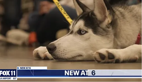 Close-up of a husky dog with blue eyes lying on the floor with a yellow leash attached.