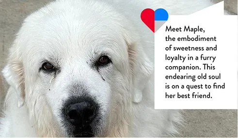 Close-up of a white fluffy dog with a text box describing Maple, a sweet and loyal companion on a quest to find her best friend.