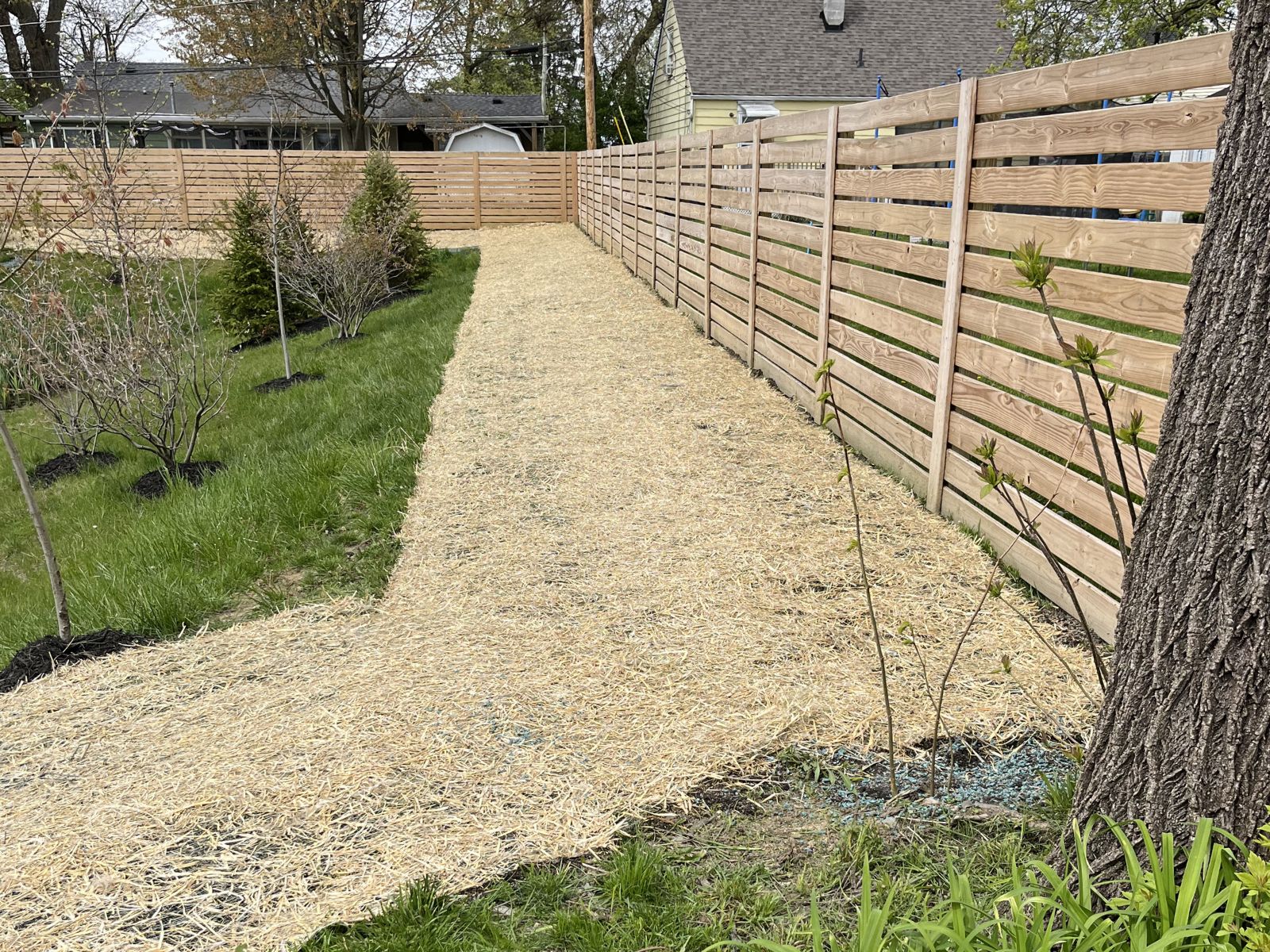 Long garden pathway covered with straw, bordered by green grass and young trees, next to a wooden fence.