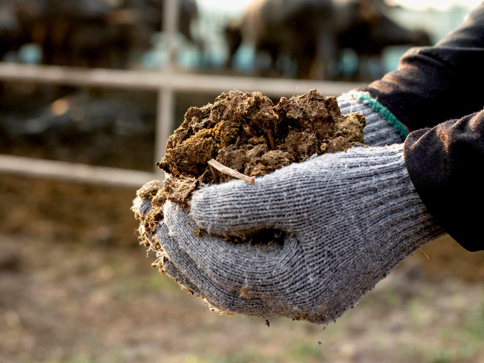 Hands in gray gloves holding a clump of manure with a blurred farm background.