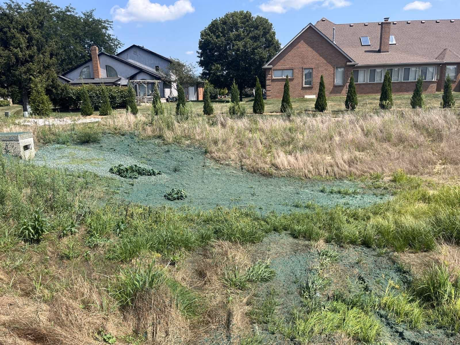 Sloped grassy area with patches of blue-green hydroseeding mulch in front of two houses with neatly trimmed trees.