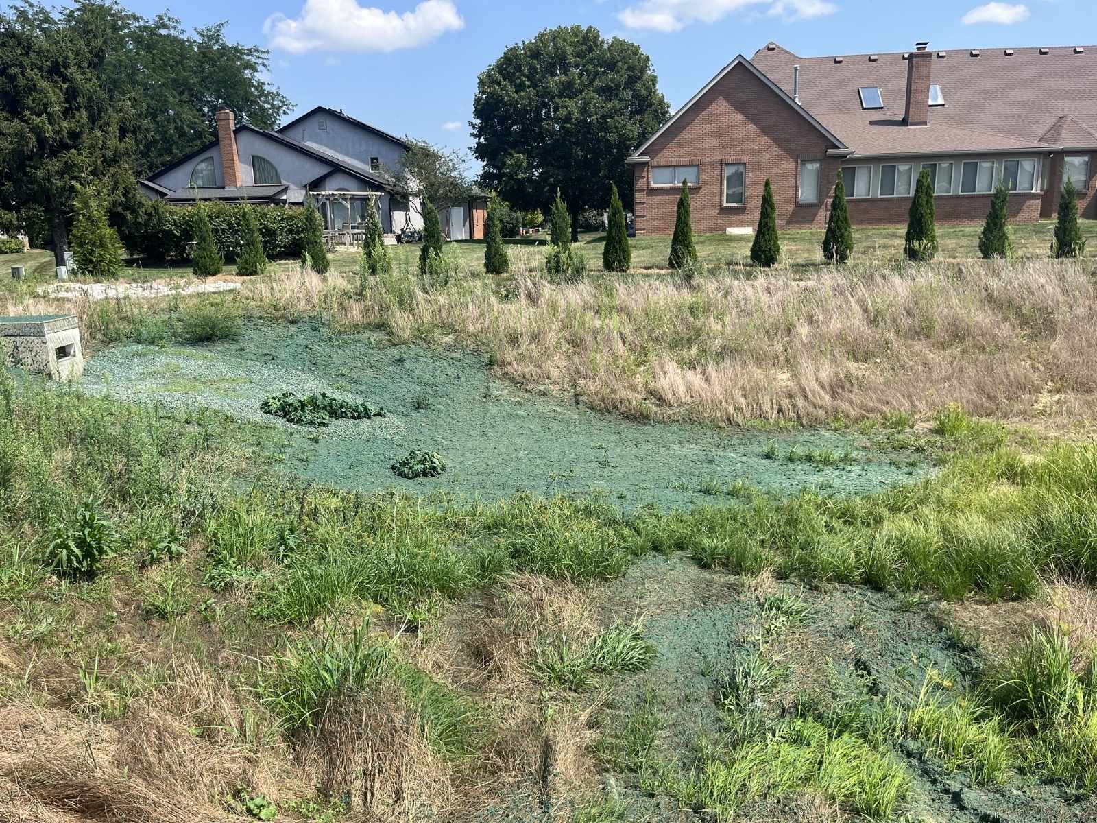 Sloped grassy area with patches of blue-green hydroseeding mulch in front of two houses with neatly trimmed trees.