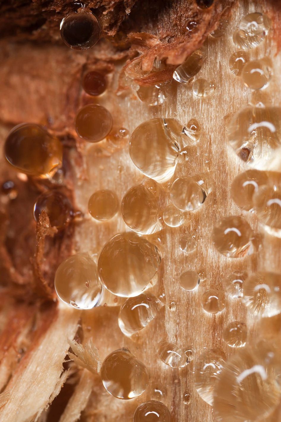 Hexion and Bloom Biorenewables pioneer renewable lignin-based adhesive technology