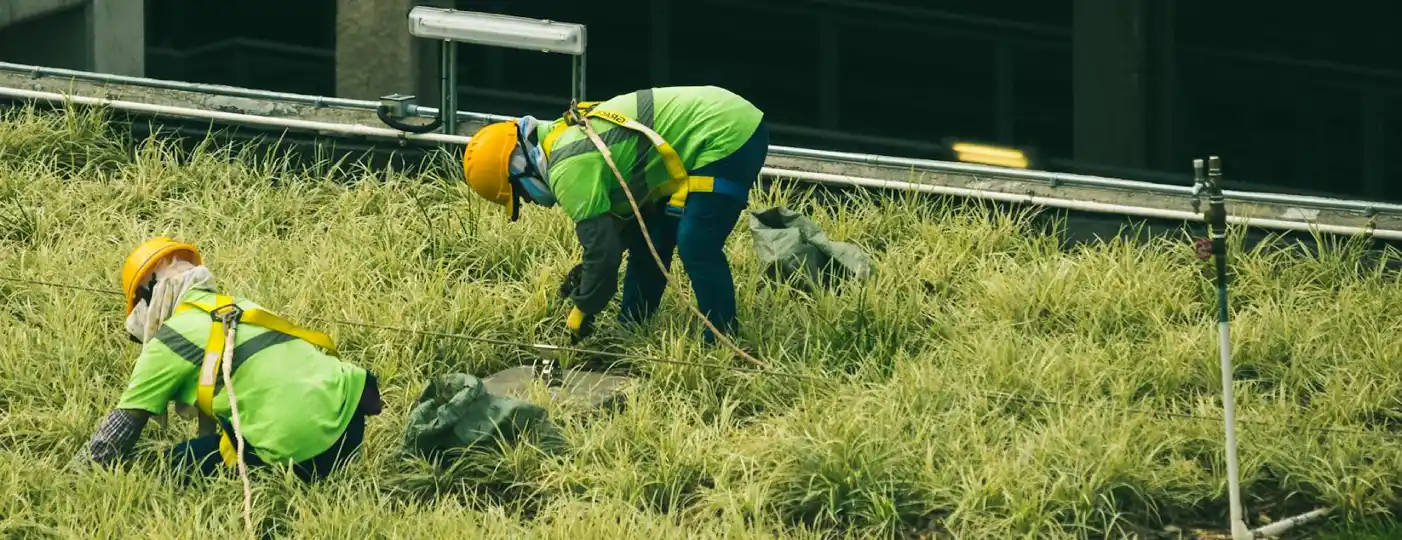 Workers performing environmental site inspection on a vegetated slope