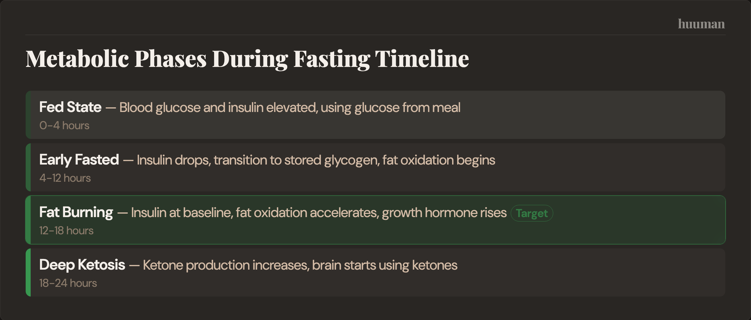 Metabolic Phases During Fasting Timeline