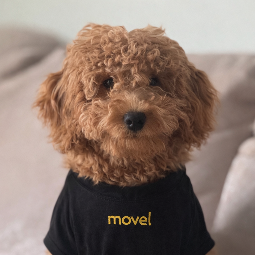 Curly brown dog wearing a black shirt with the word 'movel' in yellow on it, sitting on a couch.