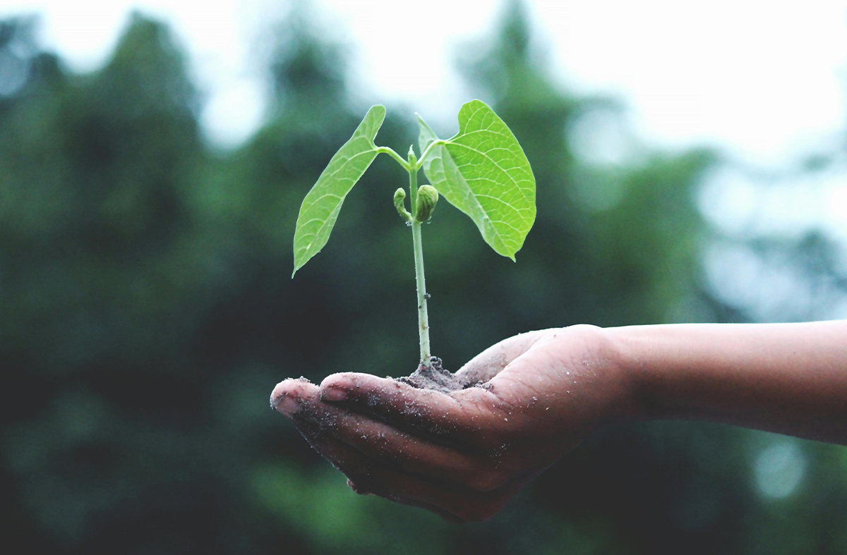Plant being held in a hand