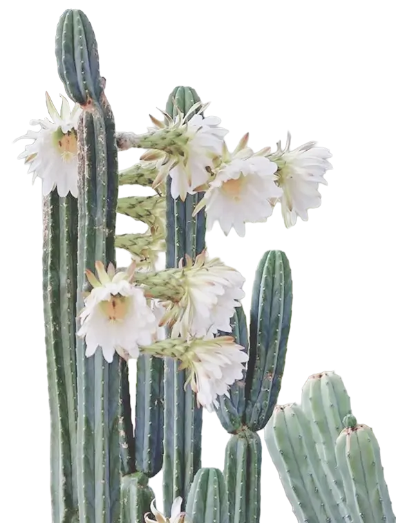 Tall green cactus with multiple large white flowers blooming.