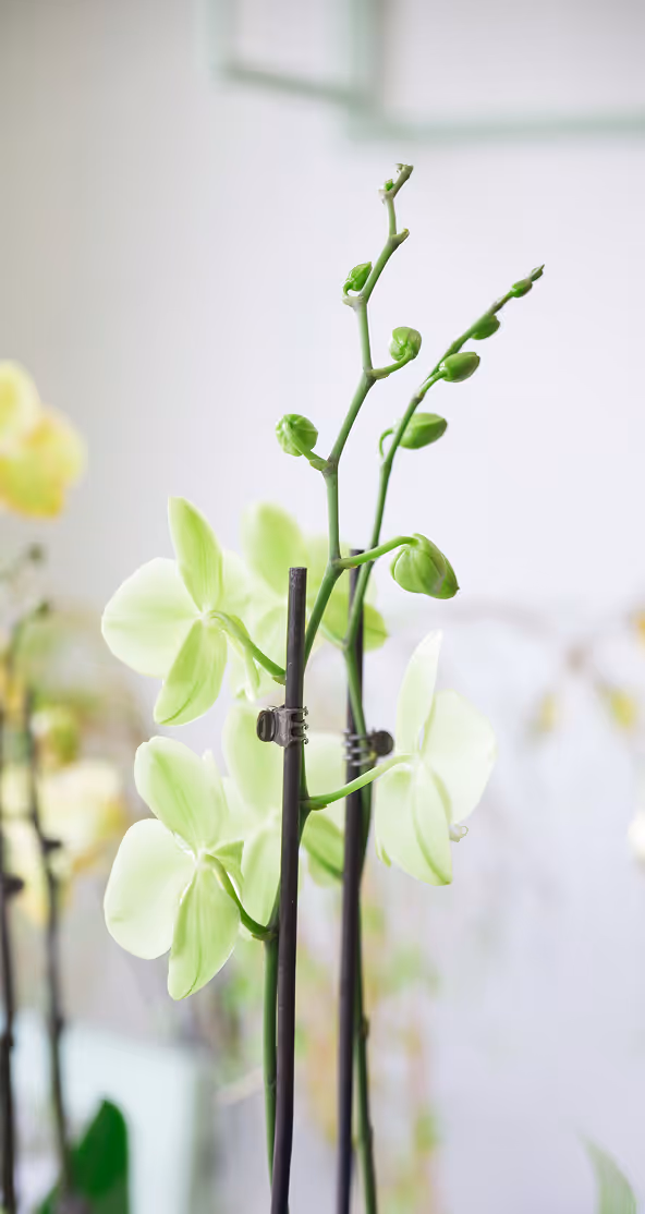 Orchidee in einem weissen Raum