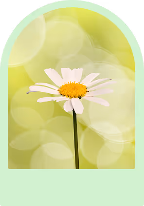 eine Gänseblume vor gelben Hintergrund