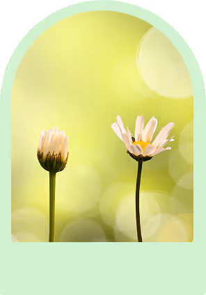 2 halb geschlossene Gänseblumen vor gelben Hintergrund