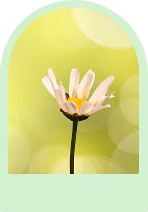 1 halb-offene Gänseblume vor einem gelben Hintergrund