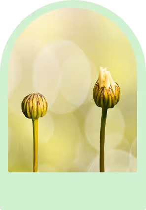 2 geschlossene Gänseblumen vor gelben Hintergrund