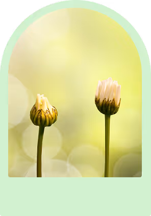 2 geschlossene Gänseblumen vor gelben Hintergrund