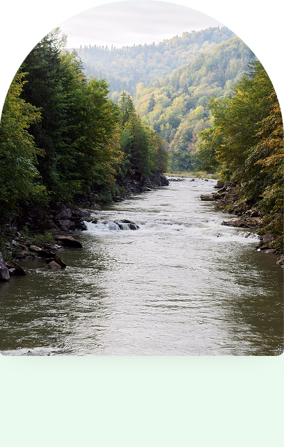 Fluss im Wald