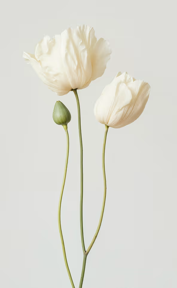 Blume vor weissem Hintergrund