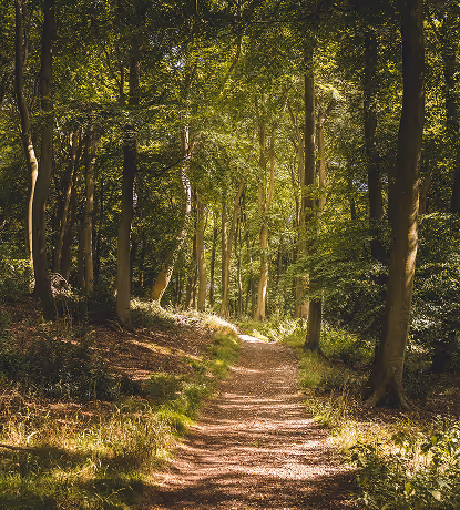 Spazierweg im sonnendurchflutendem Wald