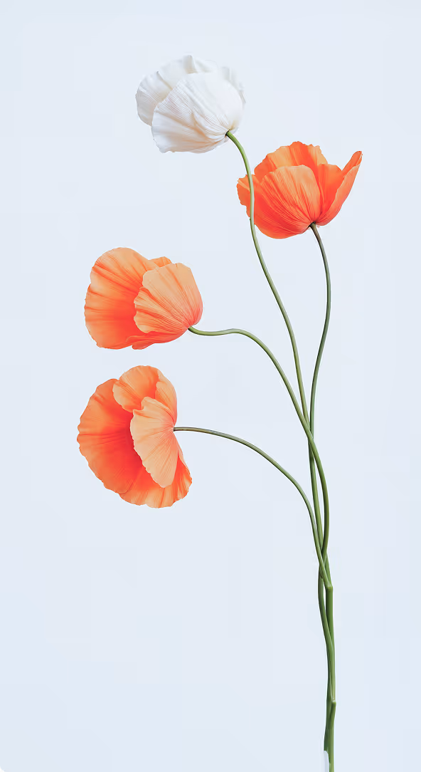 Mohnblume vor weissem Hintergrund