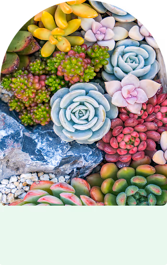 Mastery Programm - verschiedene bunte Steinblumen