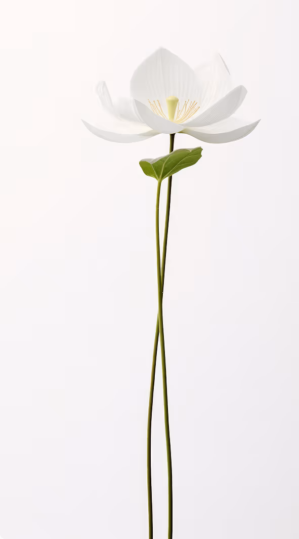 Orchidee vor einem weissen Hintergrund