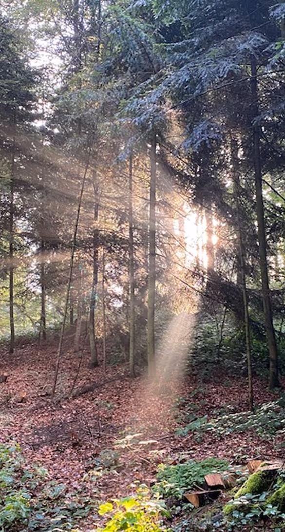 Sonnenlicht strahlt durch die Bäume in einem Wald