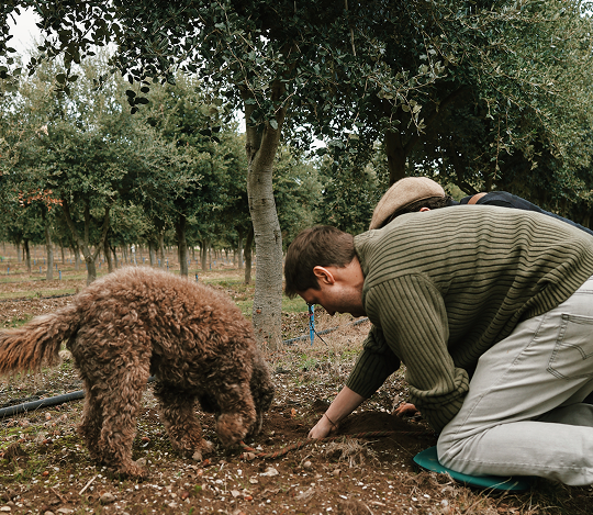 Searching for truffles in soil under trees with a brown curly-haired dog nearby.