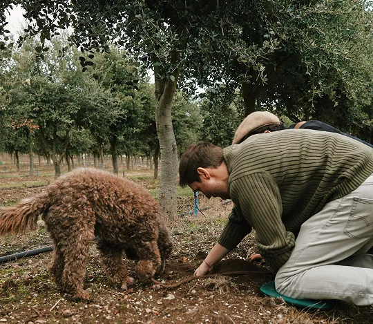 Searching for truffles in soil under trees with a brown curly-haired dog nearby.