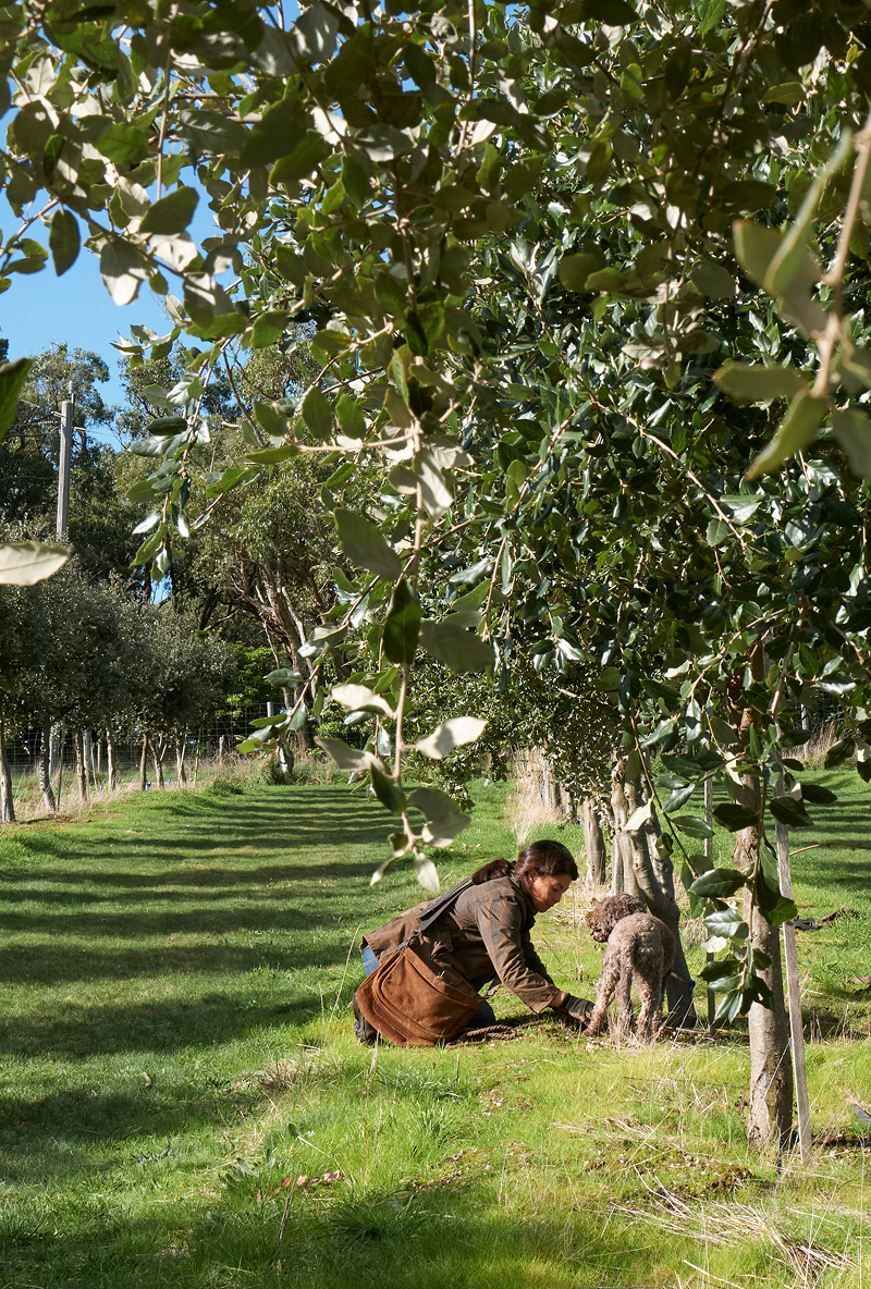 Two people kneeling and planting a tree together outdoors with a brown curly dog nearby.