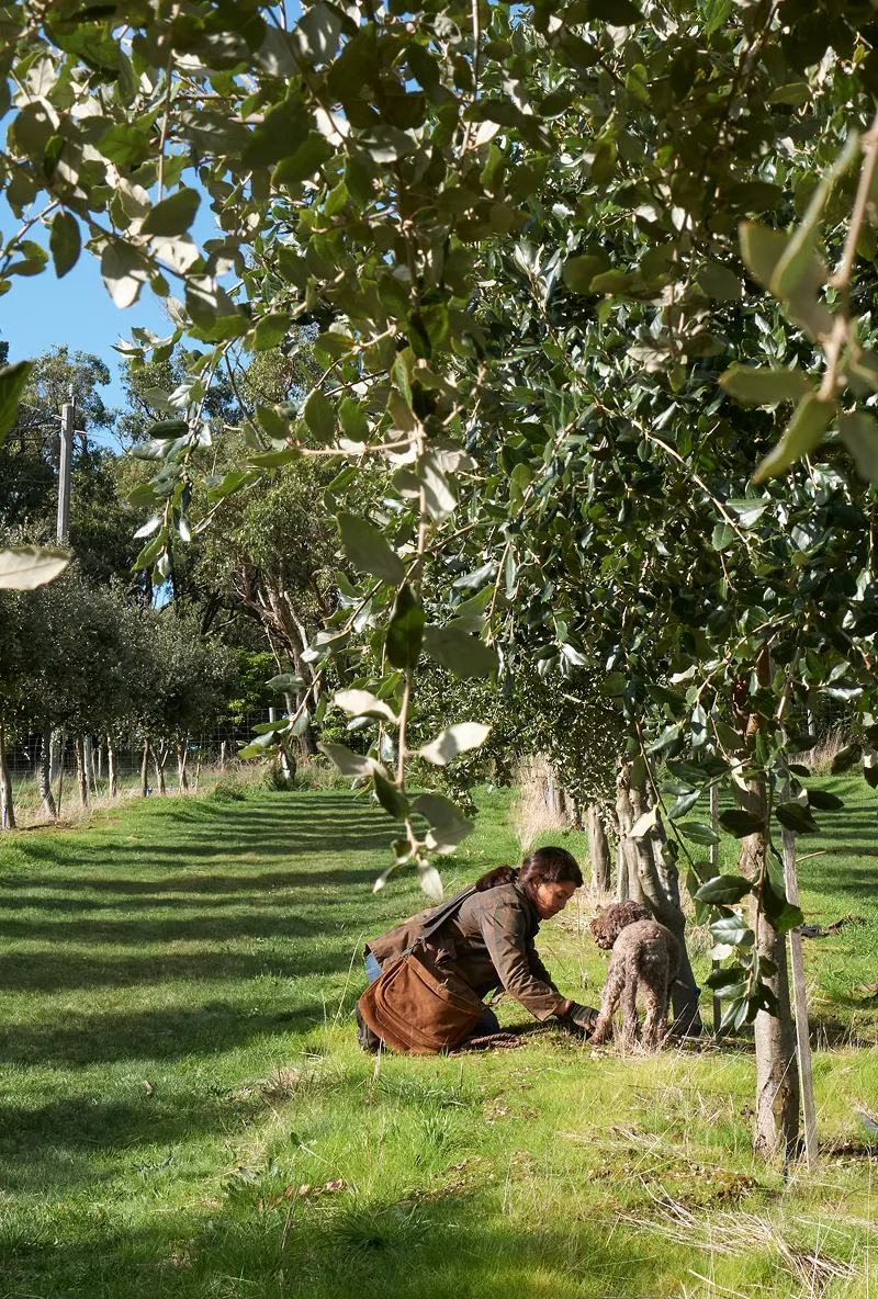 Two people kneeling and planting a tree together outdoors with a brown curly dog nearby.