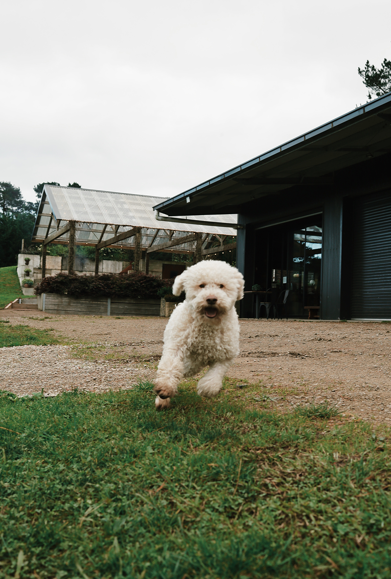 White curly-haired truffle dog running on grass and dirt near a modern building with glass structures.