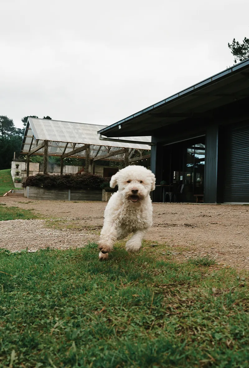 White curly-haired truffle dog running on grass and dirt near a modern building with glass structures.