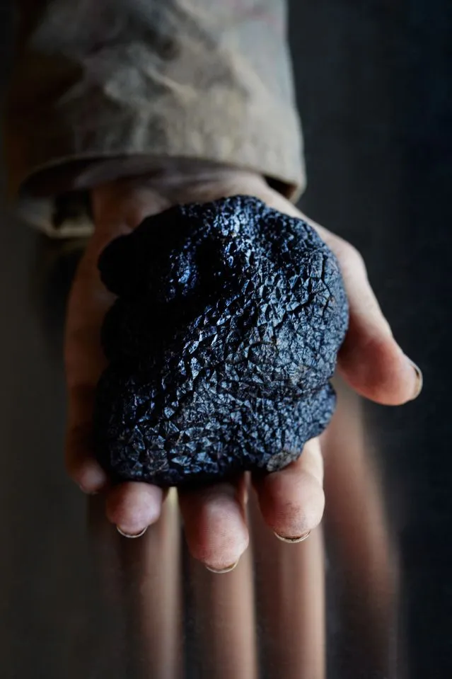 Truffle Events - Close-up of a person holding a large black truffle in their hand.