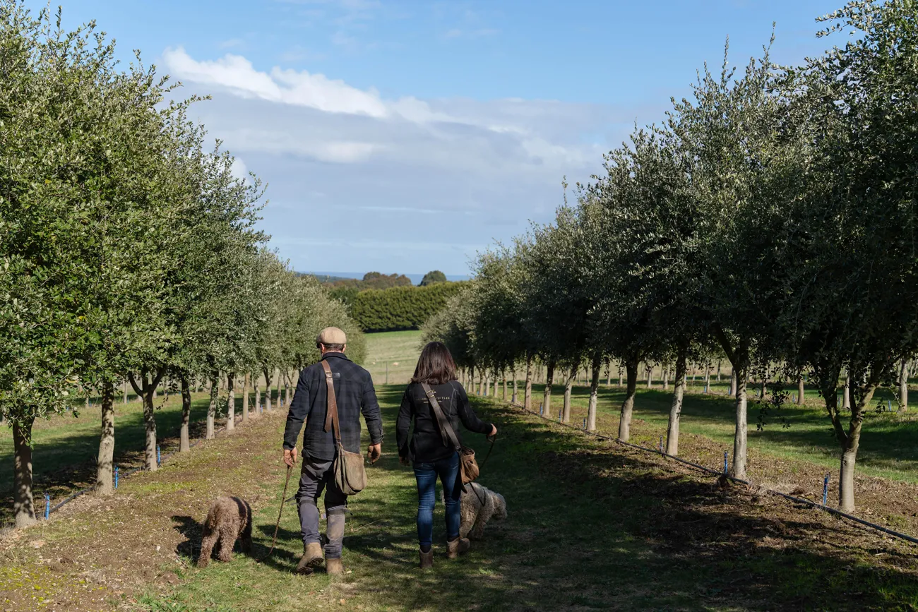 Two people walking truffle dogs along a tree-lined path on a sunny day.
