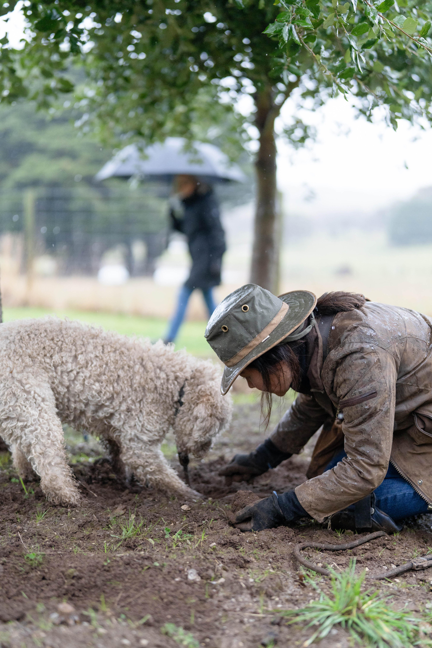 Person in a hat and muddy jacket digging up a truffle with a curly-haired truffle dog beside them.