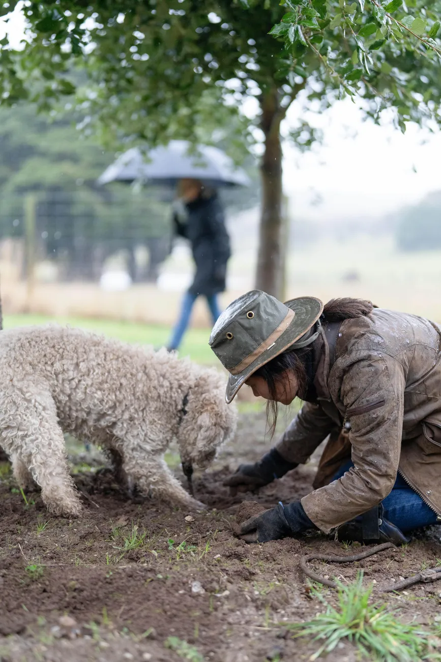 Person in a hat and muddy jacket digging up a truffle with a curly-haired truffle dog beside them.