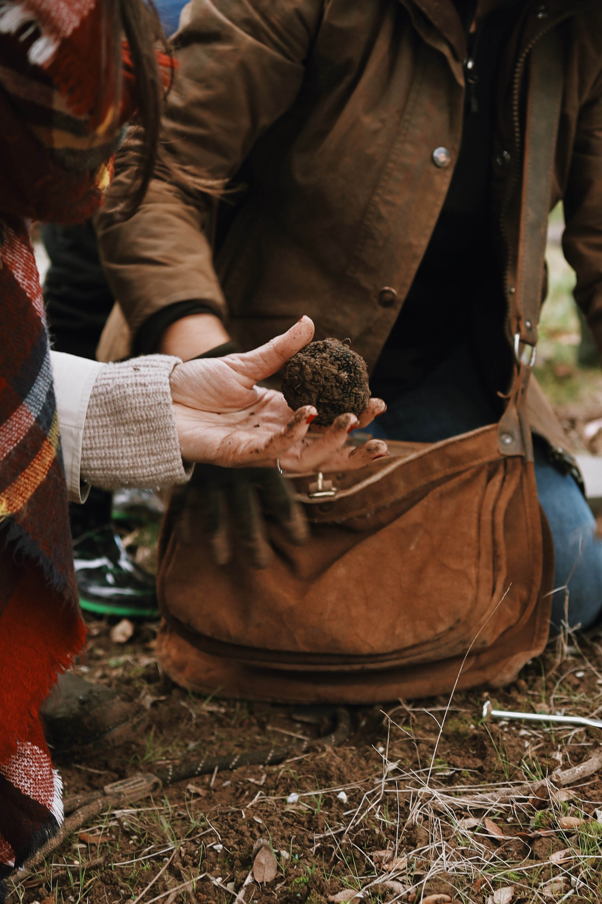 Holding a freshly dug large truffle covered in soil outdoors.