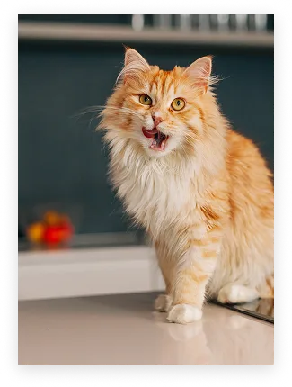 Chat roux à poil long avec une patte levée, bouche ouverte, sur un sol clair à l'intérieur.