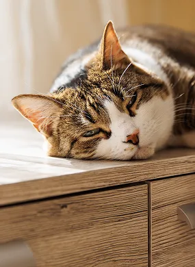 Chat rayé blanc et brun allongé sur une surface en bois clair, dormant paisiblement.