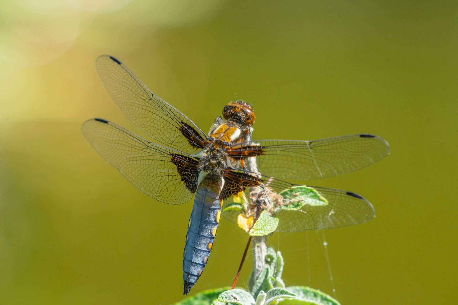Learn about spotting UK Wildlife