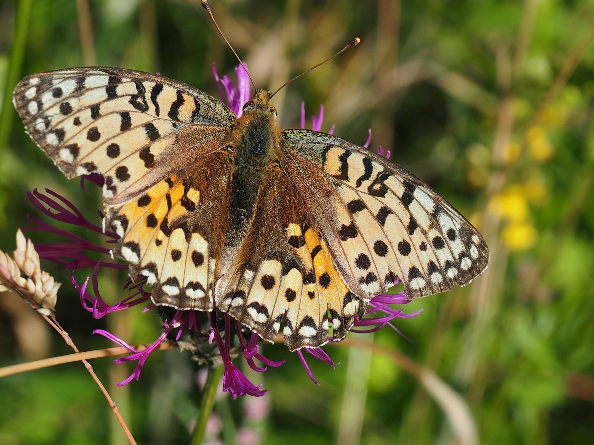 Learn about spotting UK Wildlife