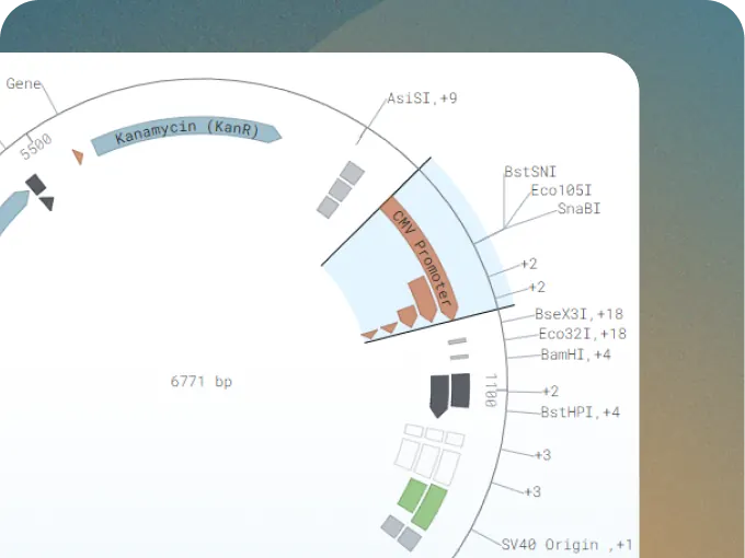 Native plasmid map in Lab Thread