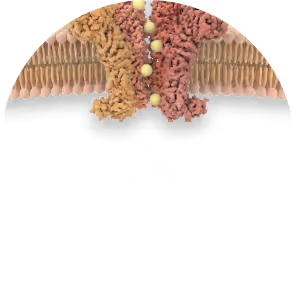 TRPV3 (calcium channel) hyper activation