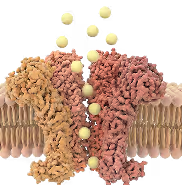 TRPV3 (calcium channel) hyper activation