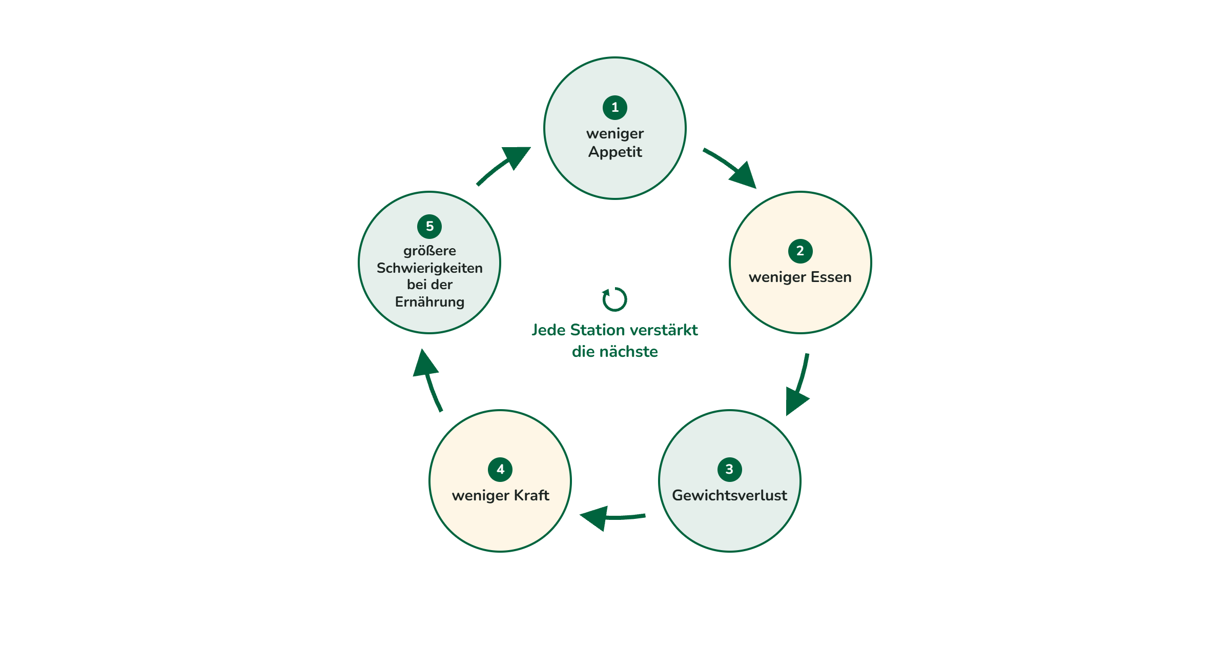 Kreisdiagramm mit vier Stationen: weniger Appetit, weniger Essen, Gewichtsverlust, weniger Kraft