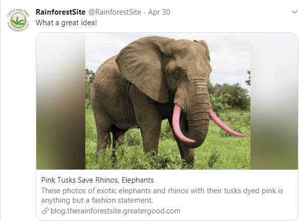 Elephant standing in grass with tusks dyed bright pink for wildlife protection.