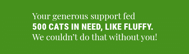 This image says "Your generous support fed 500 cats in need, like Fluffy. We couldn