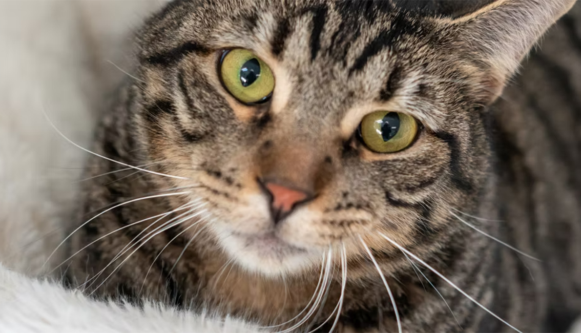 Rocky Mountain Feline Rescue: Raising 6x Their Goal With a Single Email From Bloomerang