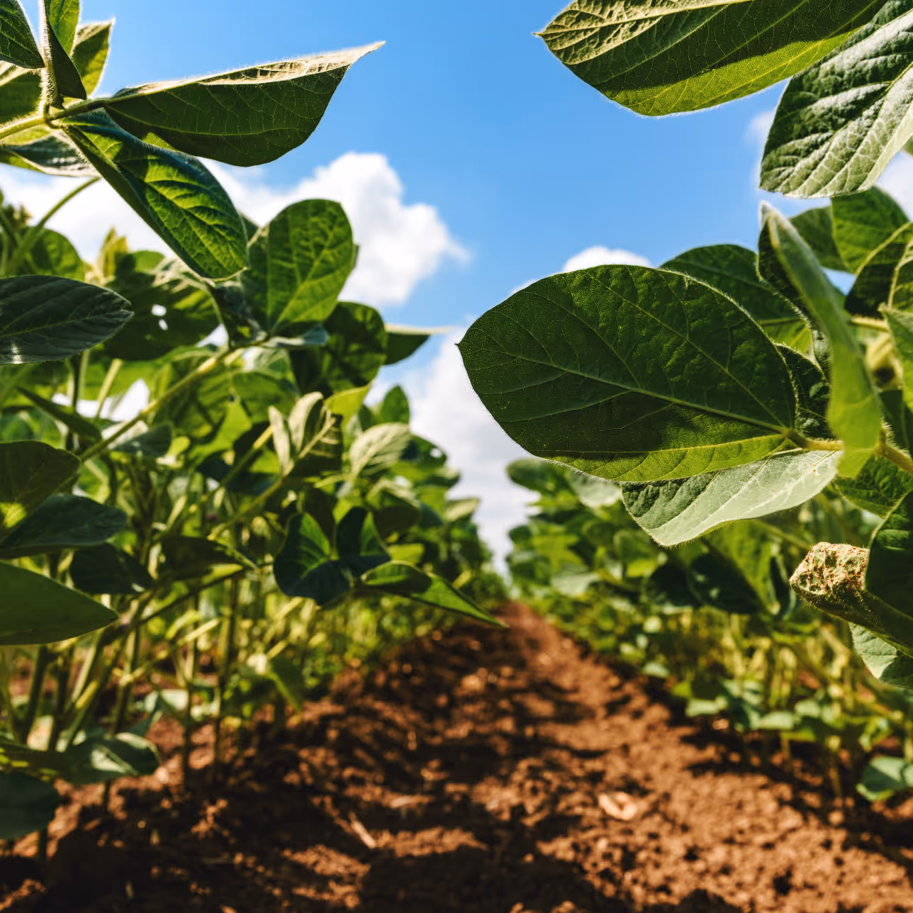 A field of crops